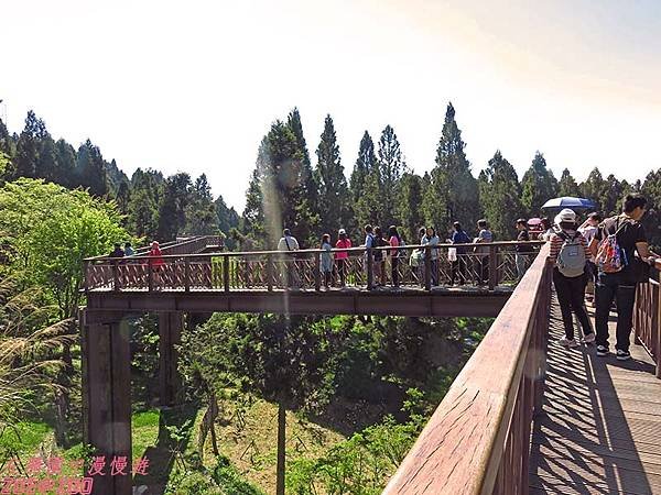 【嘉義】阿里山日出‧櫻花 19.jpg