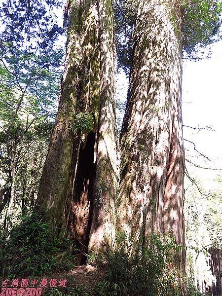 【嘉義】阿里山日出‧櫻花 48.jpg