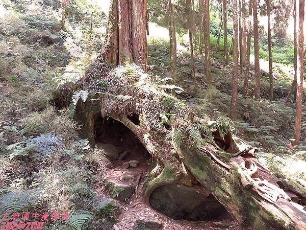 【嘉義】阿里山日出‧櫻花 50.jpg