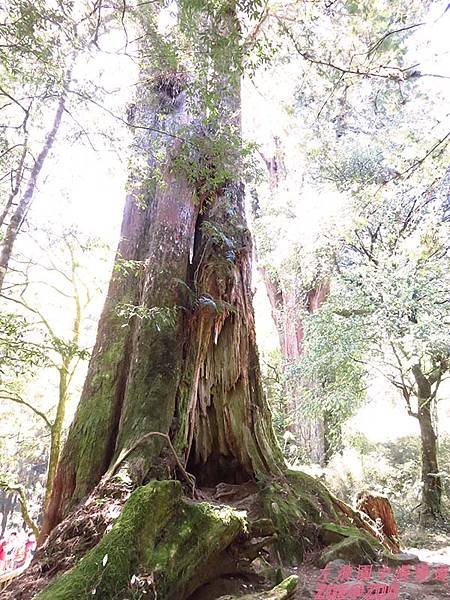 【嘉義】阿里山日出‧櫻花 49.jpg