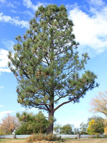 pine_pondarosa_011_01_600.jpg