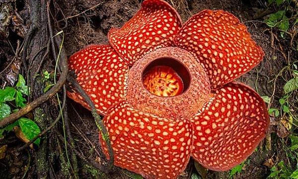 rafflesia-arnoldii.jpg