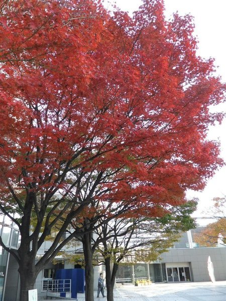 20091201東京.日光自助行
