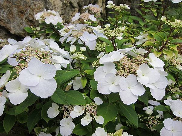 沖繩 322.JPG