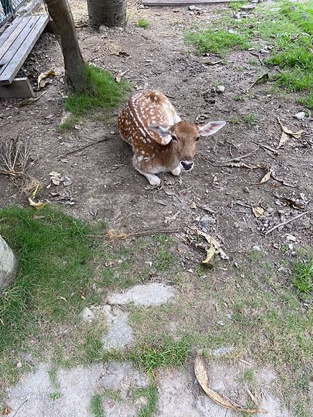 【台東景點】有趣小遊戲及可愛梅花鹿的鹿野梅花鹿公園