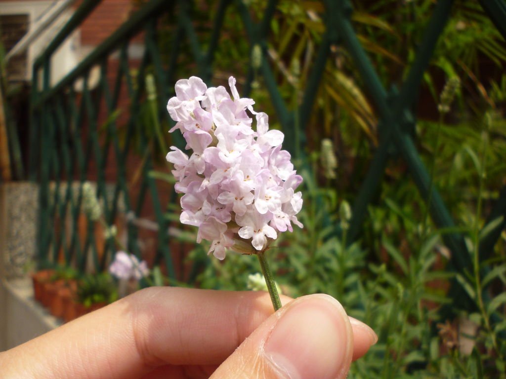 薰衣草 優雅-粉色狹葉薰衣草Lavandula Ellagance Pink