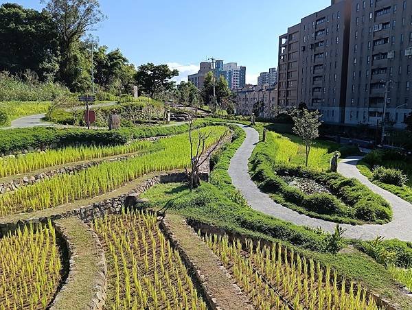 桃園梯田生態公園一遊